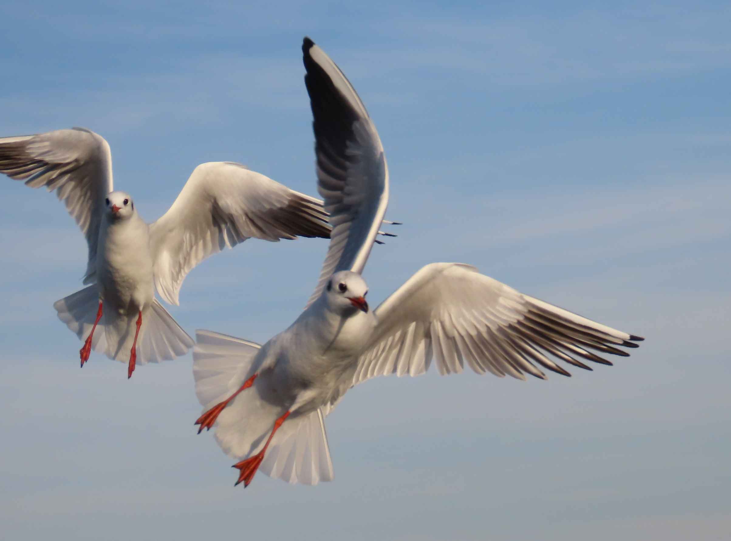 Black-headed Gull